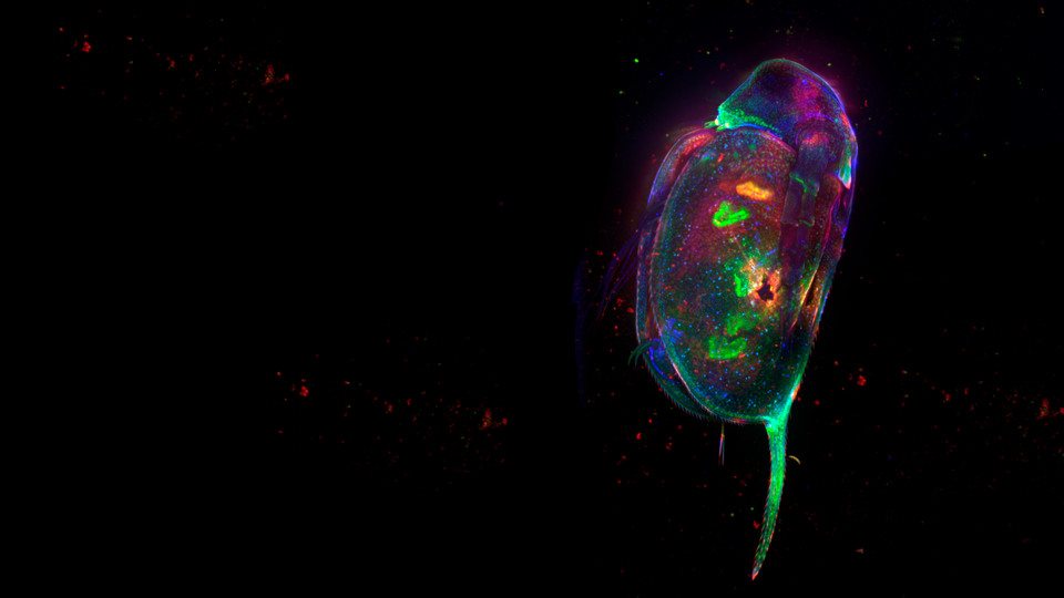 The small water flea Daphnia magna stained in luminescent colours on a black background.