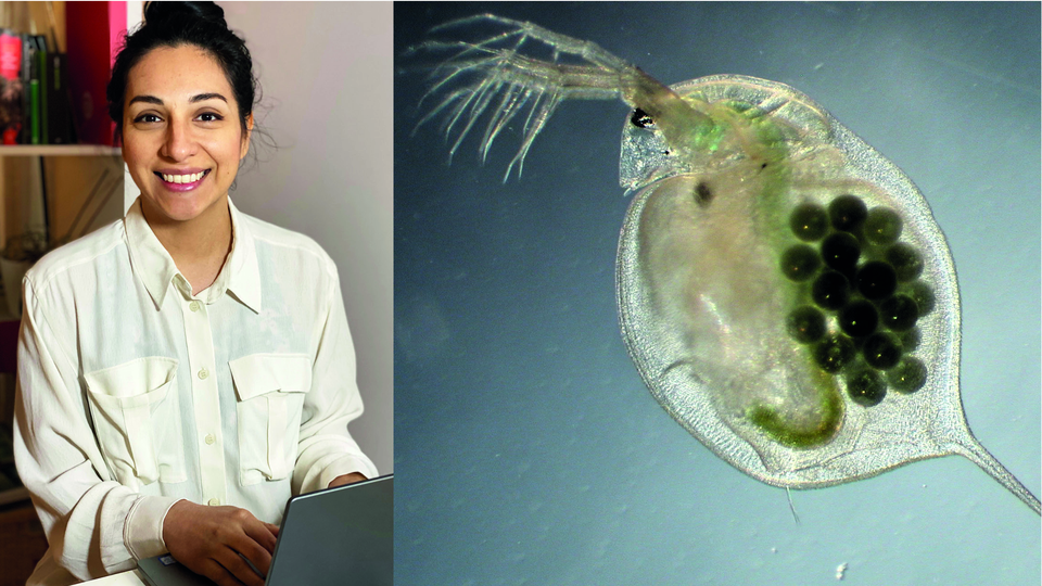 A double picure. To the left: a woman woking at her laptop. To the right: a water flea.