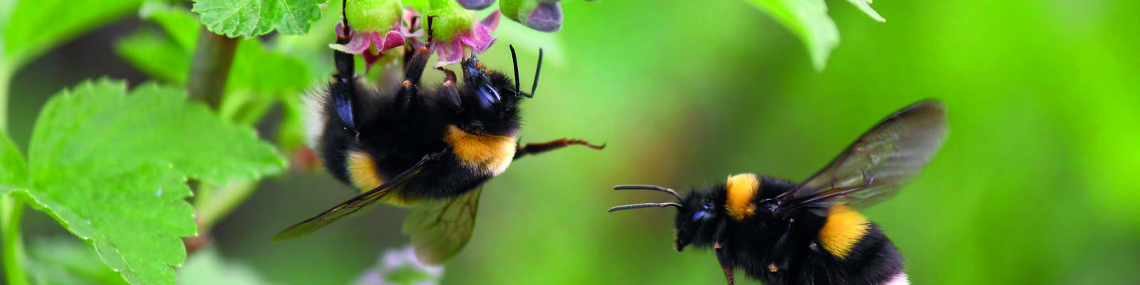 Two bumblebees, one sitting on the flowerbud and one flying next to it. Green  leaves in the background.