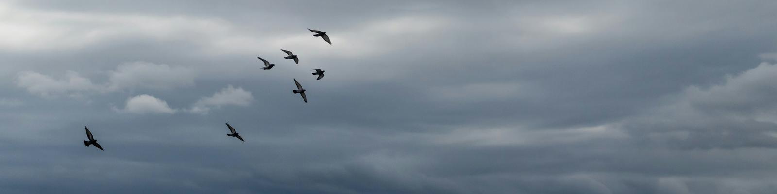 Birds flying on under cloudy sky 