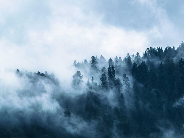 moln över en skog