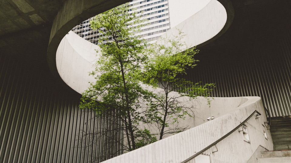 Grönt träd i urban miljö